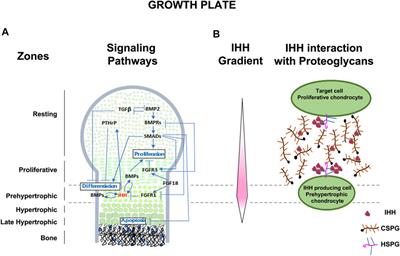 Roles of Chondroitin Sulfate Proteoglycans as Regulators of Skeletal Development